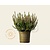 Calluna vulgaris 'Beauty Ladies Steffi' - Rozerood