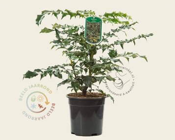 Mahonia japonica 'Hivernant' image