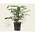 Mahonia japonica 'Hivernant'