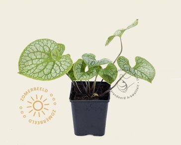 Brunnera macrophylla 'Jack Frost'