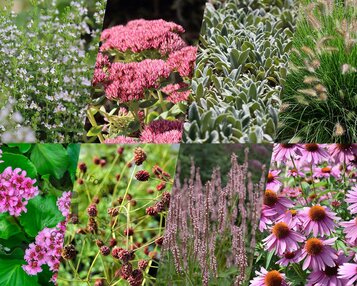 Borderpakket Rosea zon-halfschaduw - (pakket 14) image