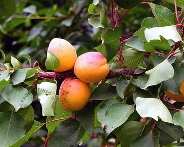 Prunus armeniaca 'Bergeron' - halfstam
