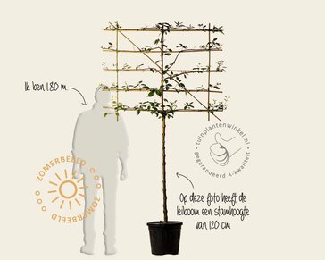 Lei-Kornoelje alba - Small - pakket 5 stuks + EXTRA'S!