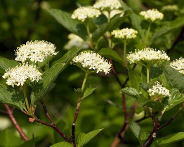 Lei-Kornoelje alba - Small - pakket 5 stuks + EXTRA'S!