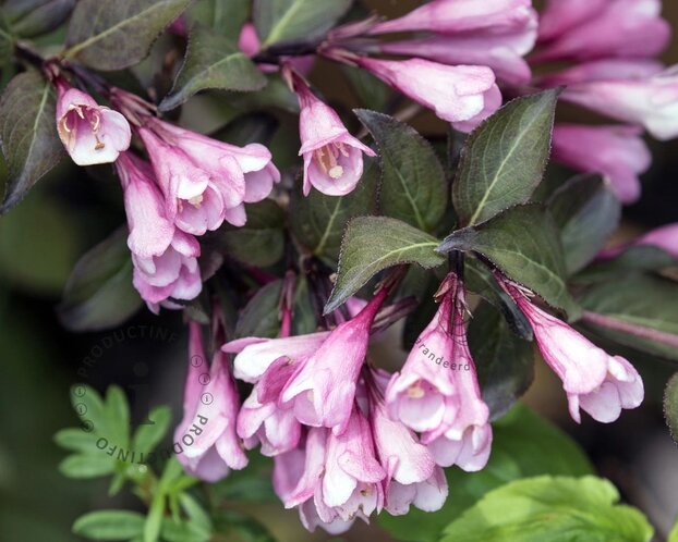 Weigela florida 'Foliis Purpureis' - XL