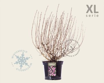 Weigela florida 'Foliis Purpureis' - XL