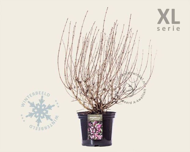 Weigela florida 'Foliis Purpureis' - XL