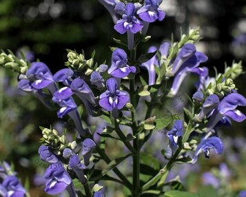 Scutellaria incana image