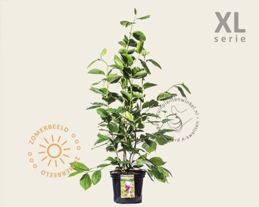 Magnolia soulangeana 'Lennei' - XL