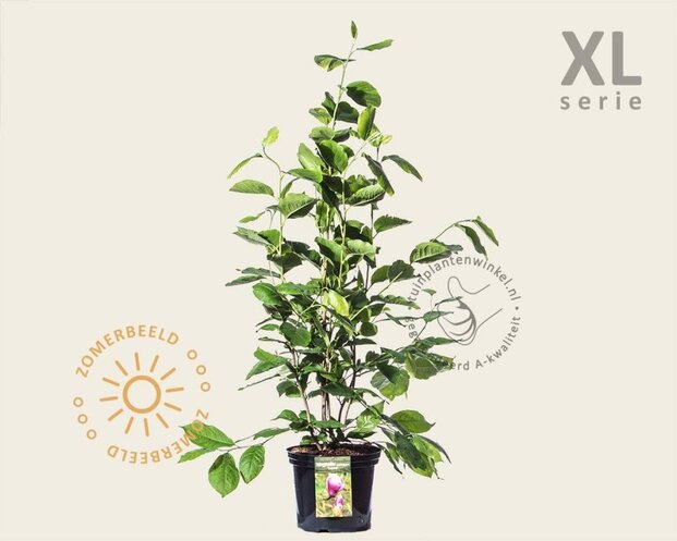 Magnolia soulangeana 'Lennei' - XL