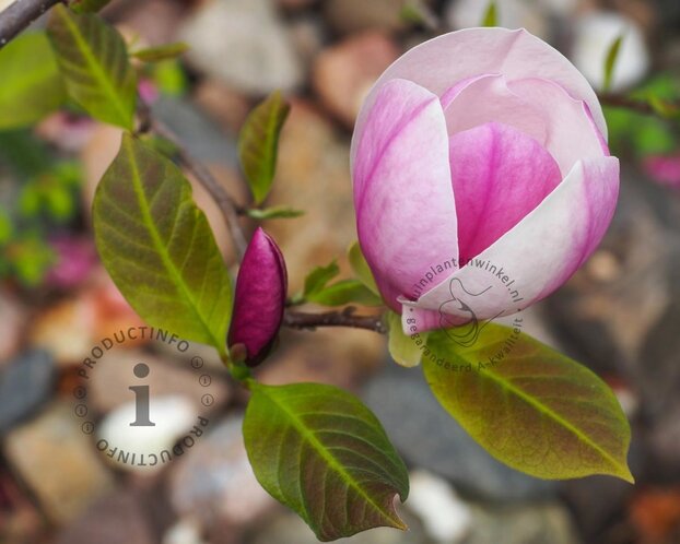 Magnolia soulangeana 'Lennei' - XL