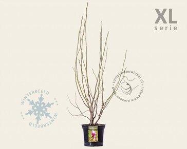 Magnolia soulangeana 'Lennei' - XL