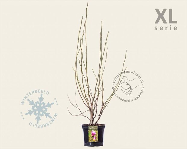 Magnolia soulangeana 'Lennei' - XL