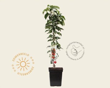 Malus domestica 'McIntosh' - zuilvorm image
