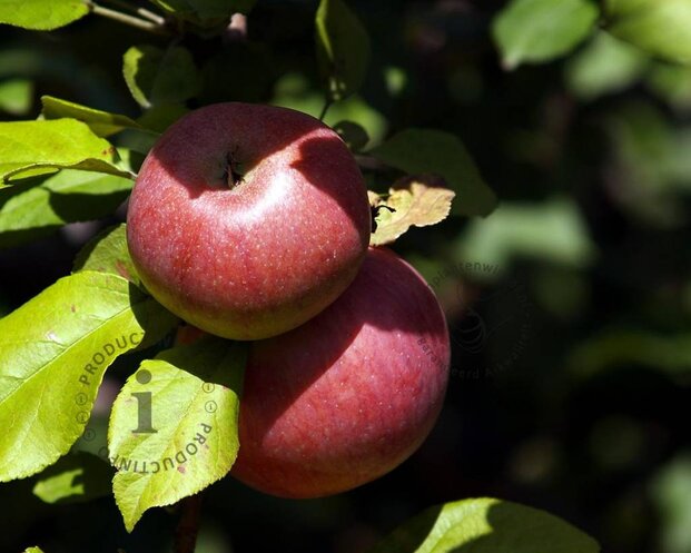 Malus domestica 'McIntosh' - zuilvorm