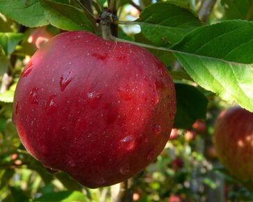 Malus domestica 'McIntosh' - zuilvorm
