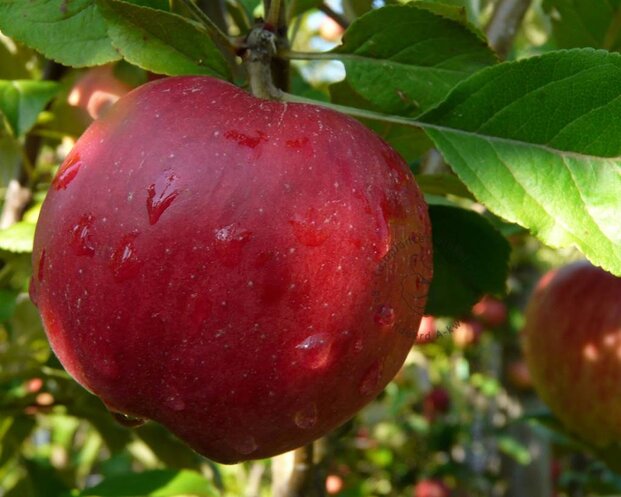 Malus domestica 'McIntosh' - zuilvorm