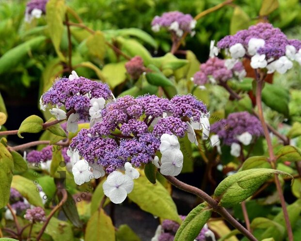 Hydrangea aspera 'Macrophylla'