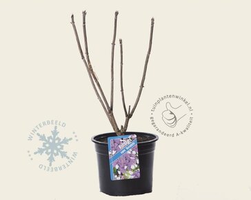 Hydrangea aspera 'Macrophylla'