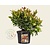Leucothoe axillaris 'Zeblid'