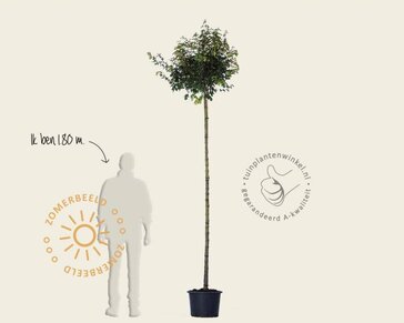 Acer campestre 'Nanum' - 225 cm stam