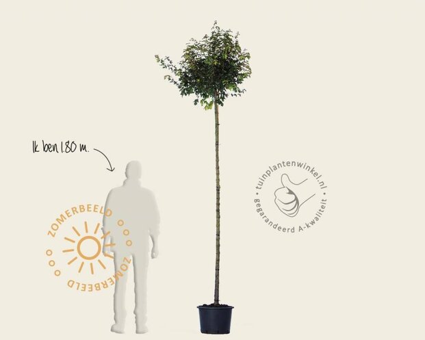 Acer campestre 'Nanum' - 225 cm stam