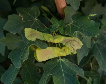 Acer campestre 'Nanum' - 225 cm stam