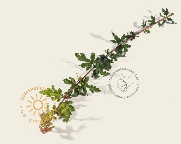 Acer campestre 'Nanum' - 225 cm stam