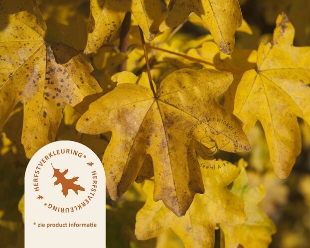 Acer campestre 'Nanum' - 225 cm stam