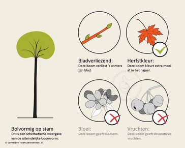 Acer campestre 'Nanum' - 225 cm stam