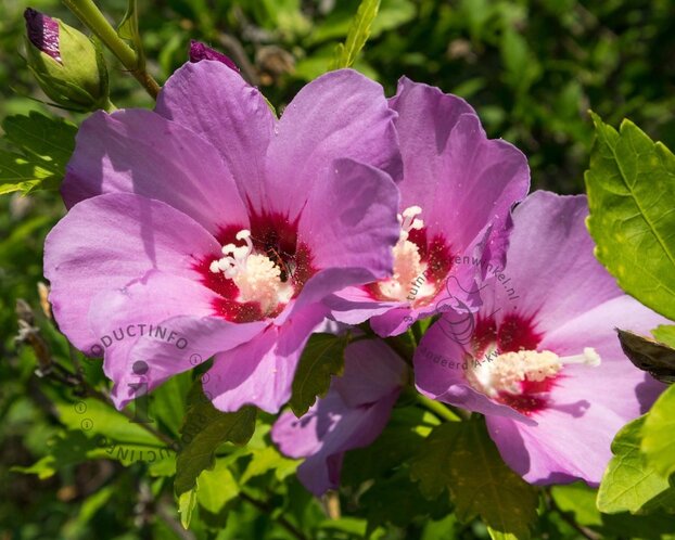 Hibiscus syriacus 'Pink Giant' - XL