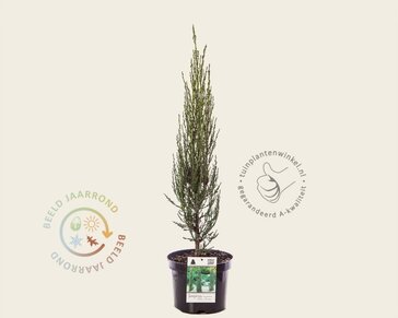 Juniperus scopulorum 'Blue Arrow' 40/50