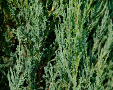 Juniperus scopulorum 'Blue Arrow' 40/50