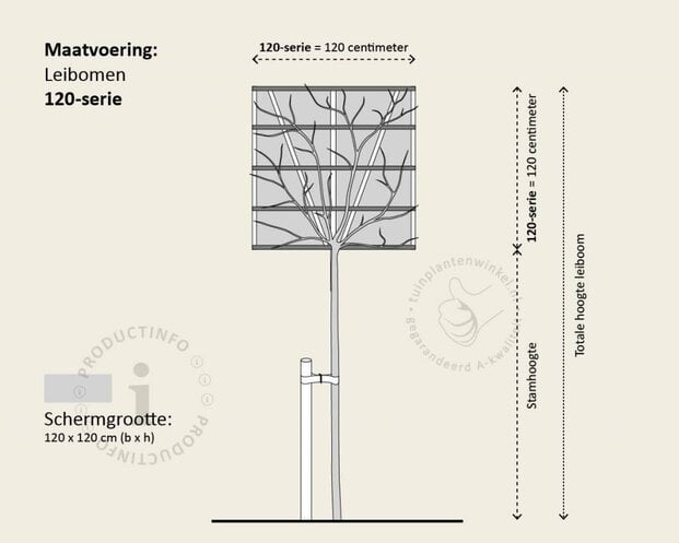 Lei-Photinia - 120 - pakket 2 stuks + EXTRAS!