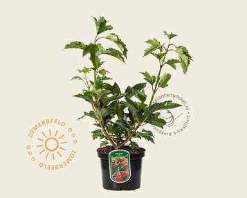 Viburnum opulus 'Compactum' image