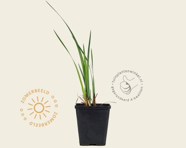 Iris sibirica 'Snow Queen'