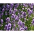 Lavandula angustifolia 'Munstead'
