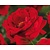 Rosa 'Sympathie'