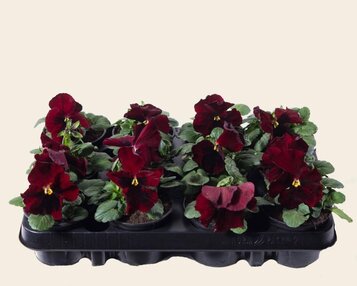 Viool Grootbloemig 'Alpha Rood met Oog' - Tray 12 st. image