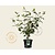 Viburnum carlcephalum