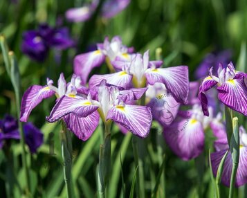 Iris ensata image