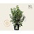 Philadelphus coronarius - XL