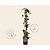 Hedera helix 'Green Ripple'