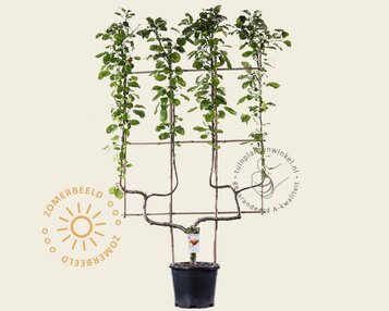 Malus domestica 'Rode Boskoop' - dubbele U-vorm image