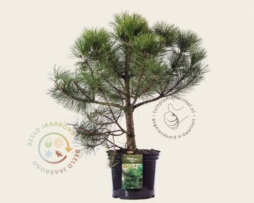 Pinus nigra subsp. nigra image