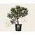 Pinus nigra subsp. nigra