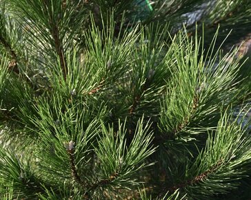 Pinus nigra subsp. nigra