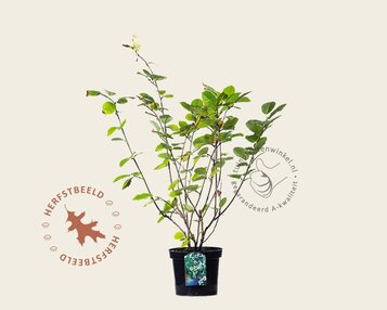 Magnolia sieboldii image