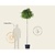 Liquidambar styraciflua 'Gum Ball' - 200 cm stam
