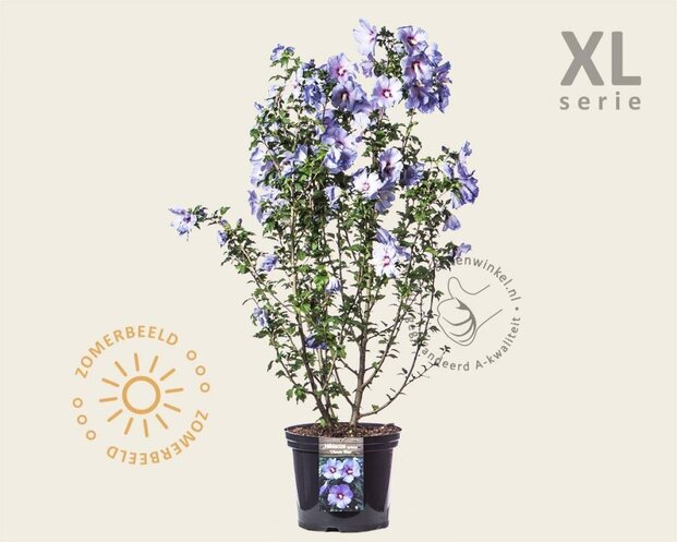 Hibiscus syriacus 'Oiseau Blue' - XL